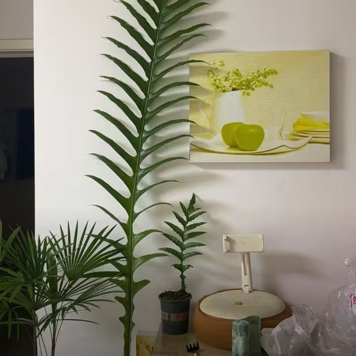 网红室内装饰造景绿植王冠蕨一物一拍！介意微瑕疵勿拍