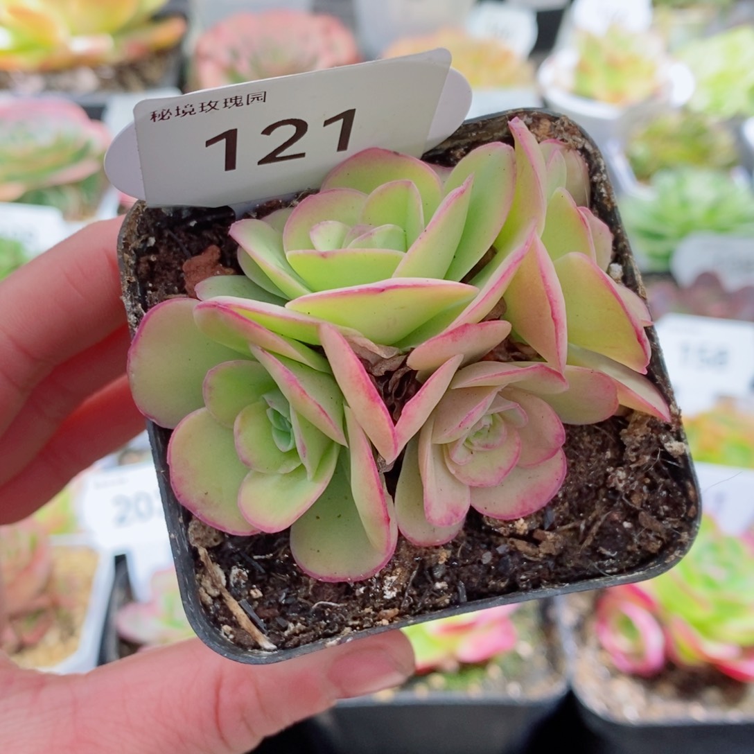 121璀璨小群        