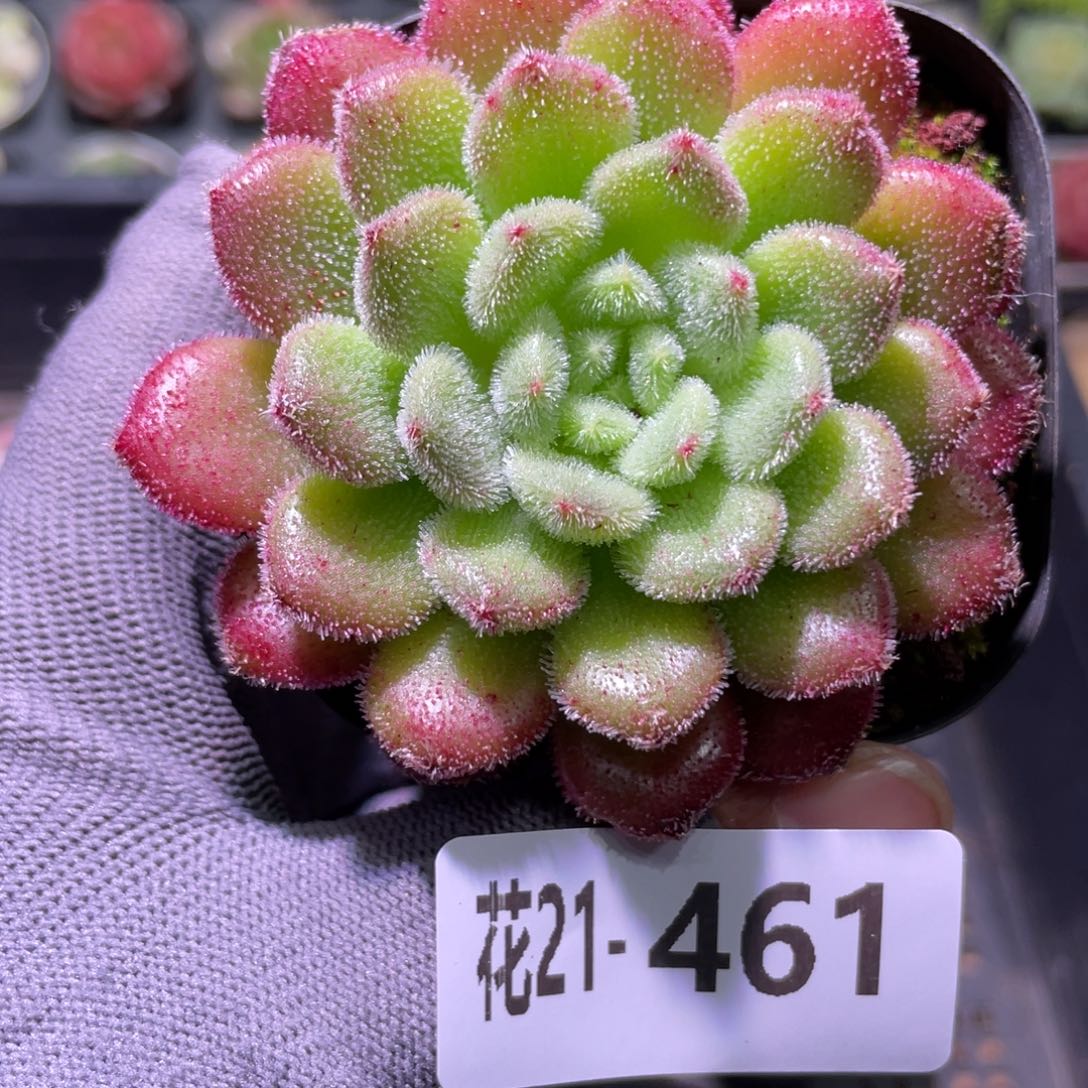 花利美21-461卡罗尔