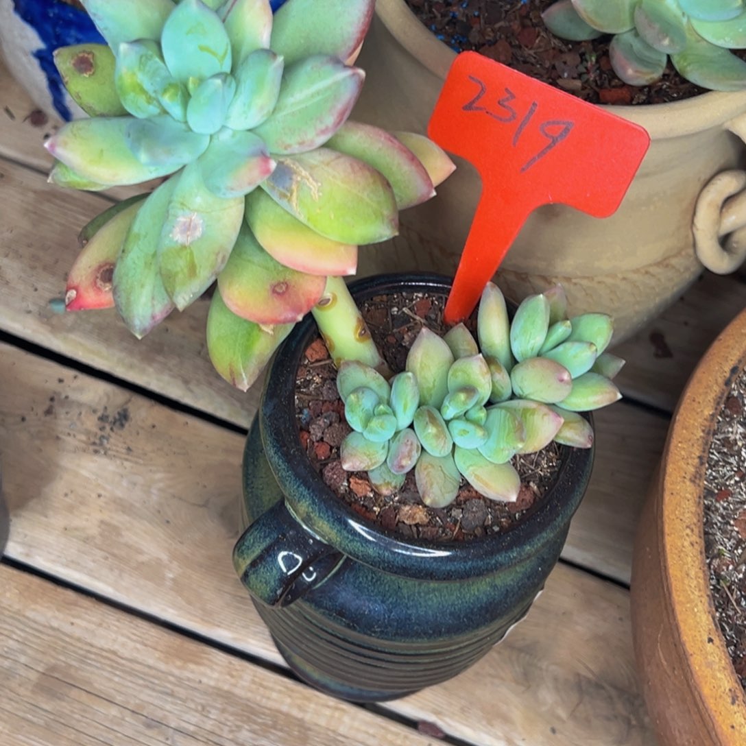 2319号笔筒多肉植物群生吃饭