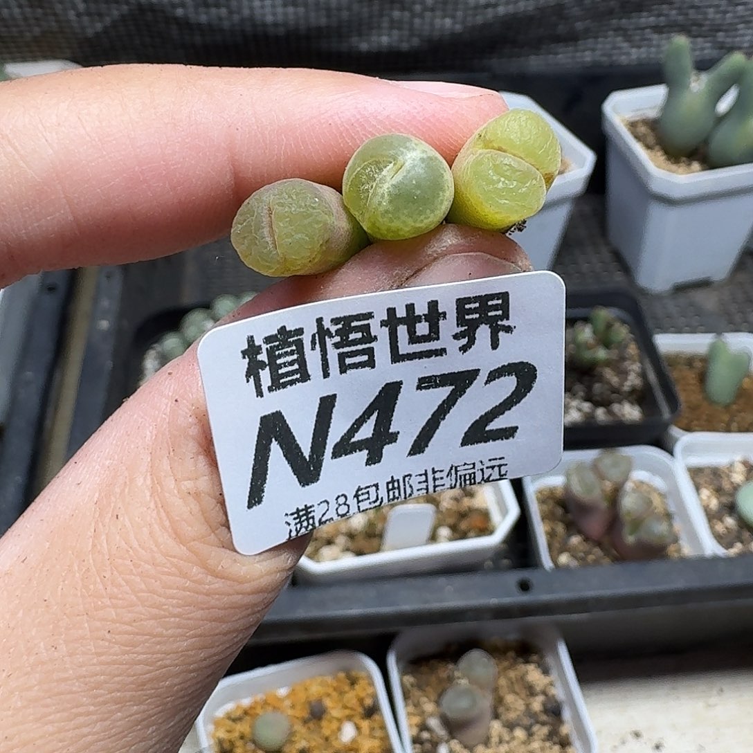 多肉植物的润泽地gjj