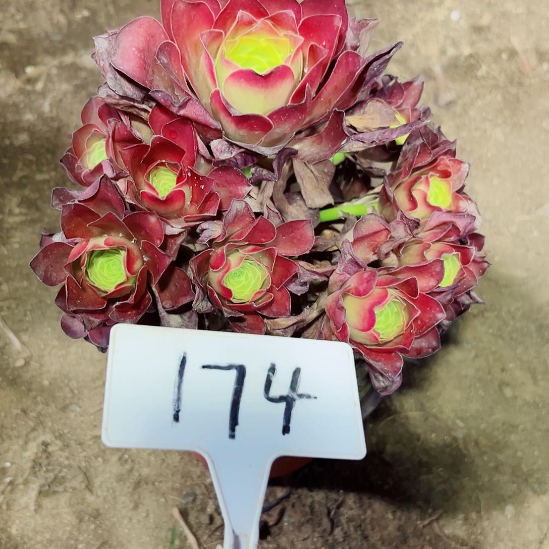 多肉植物梅金法师