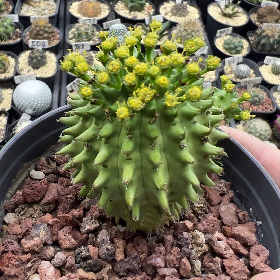 3080海胆大戟实生仙人球