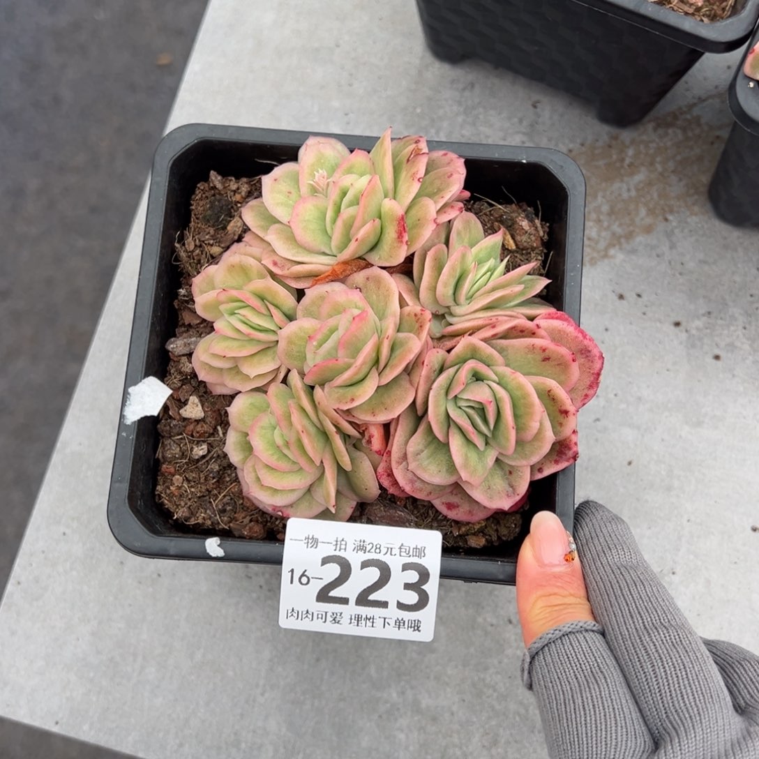 冰玫瑰多肉多肉多肉多肉