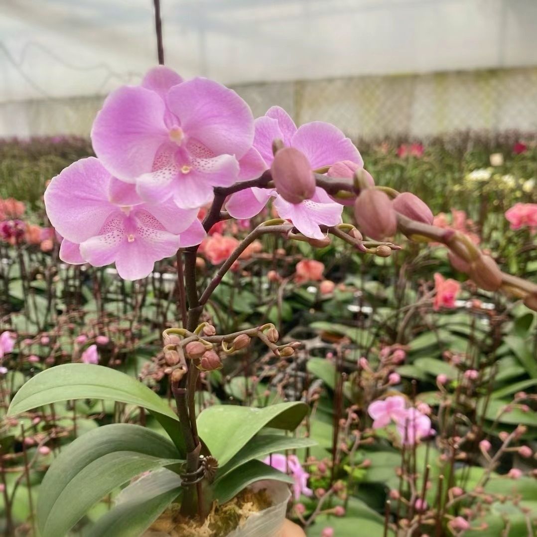 【禹城王子】3.0寸 加高杯蝴蝶兰 保底双花剑