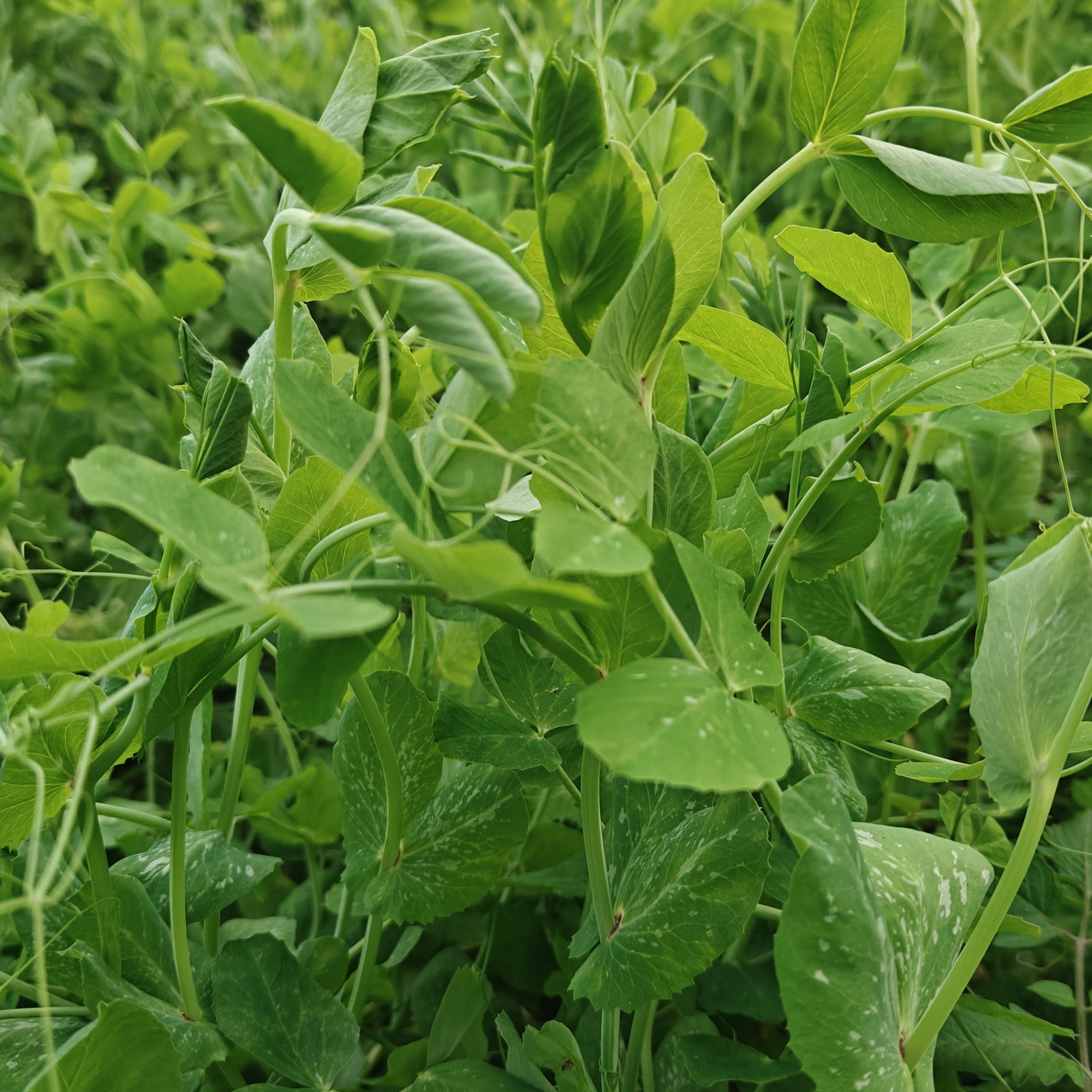 新鲜蔬菜豌豆尖农村