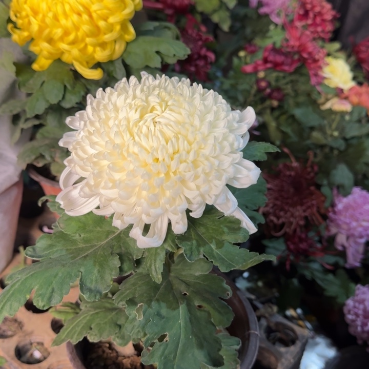 完全开放3044白万圣独本