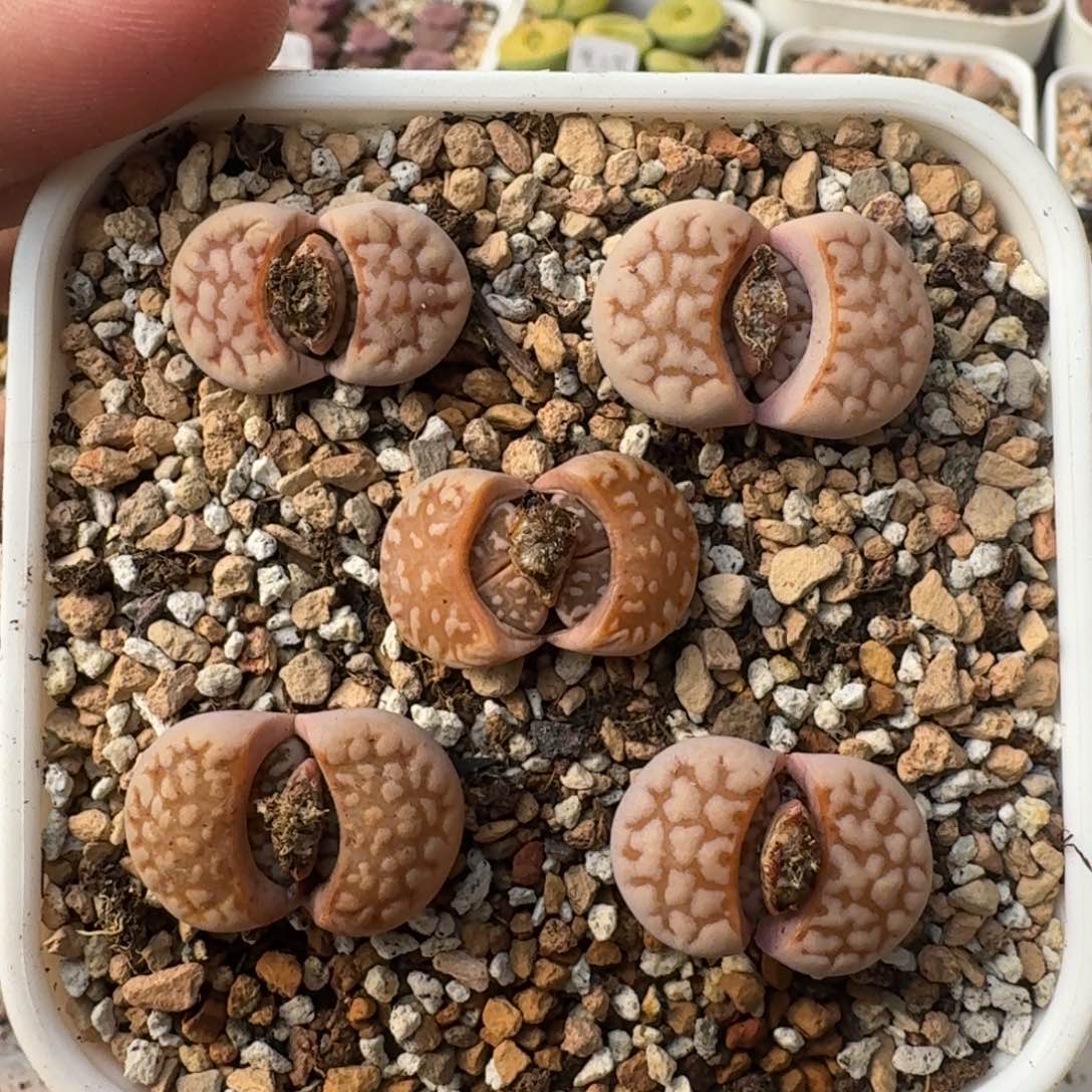 G611粉爪寿丽二代三年母本双头