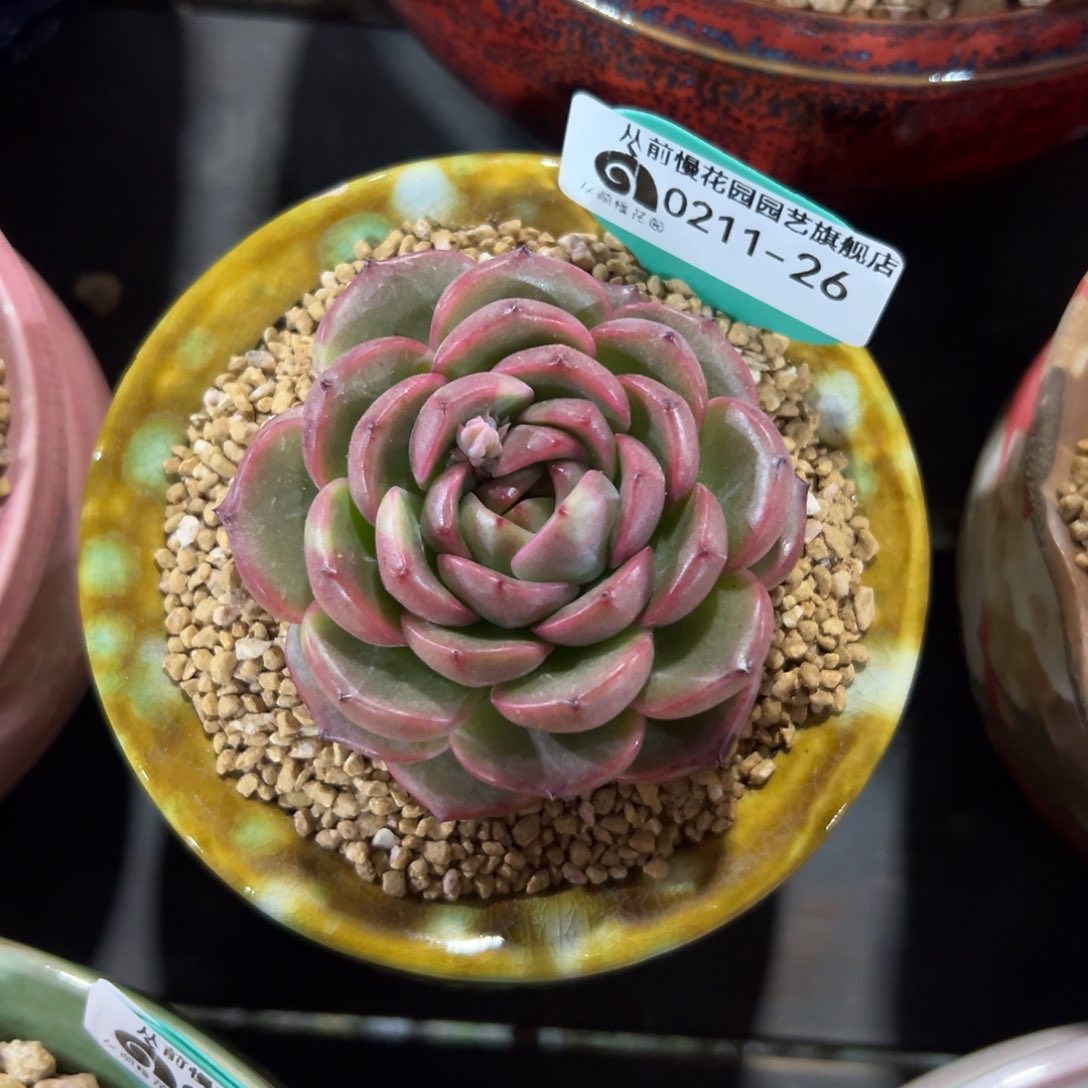 多肉一物一拍0211-26