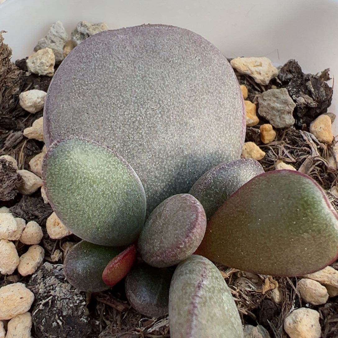 球球紫蛋大苗多肉植物水泡