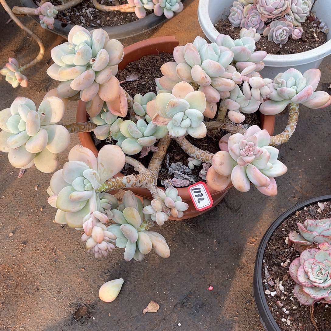 1132洛神一物一拍多肉