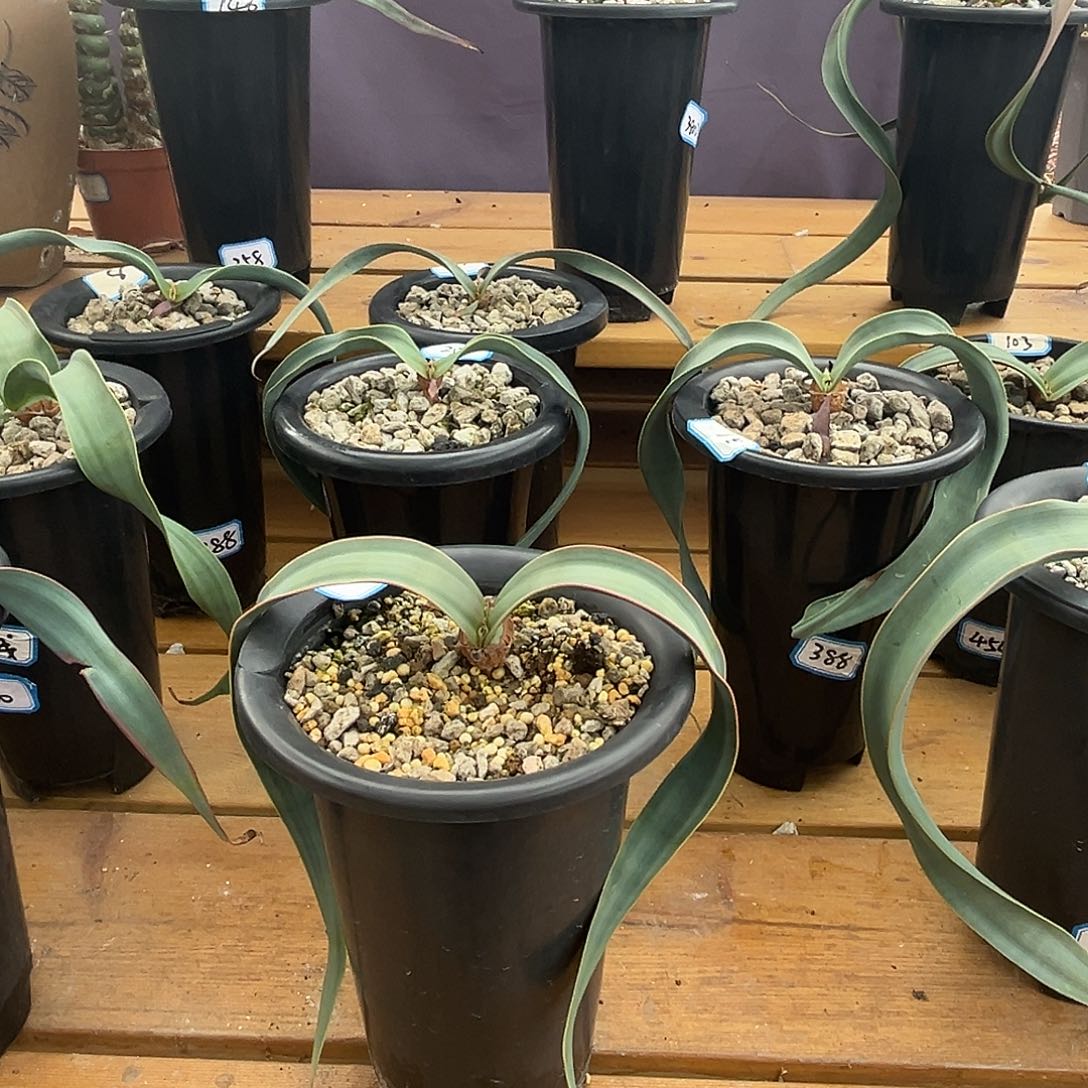 汤圆植物百岁兰90好看