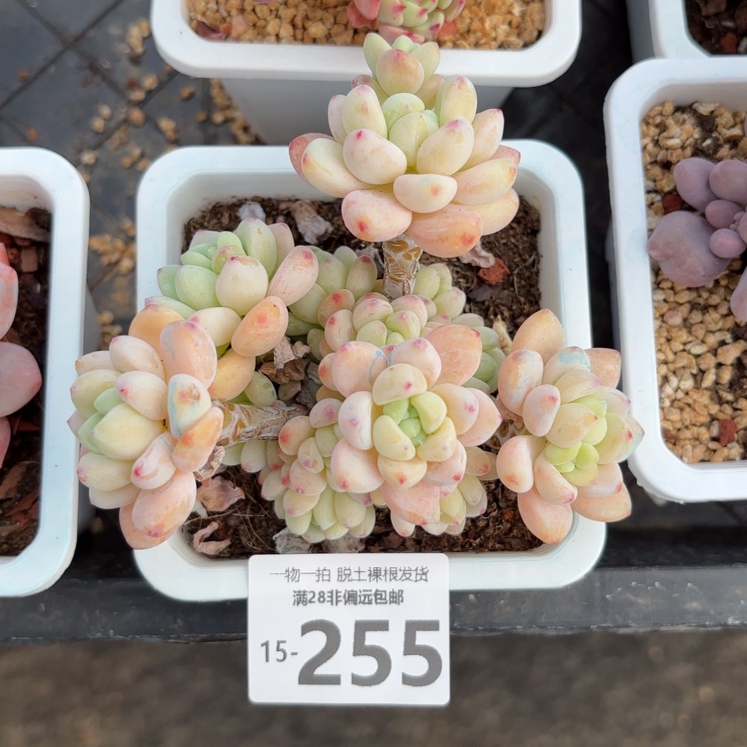 樱花罗绮老桩多肉多肉