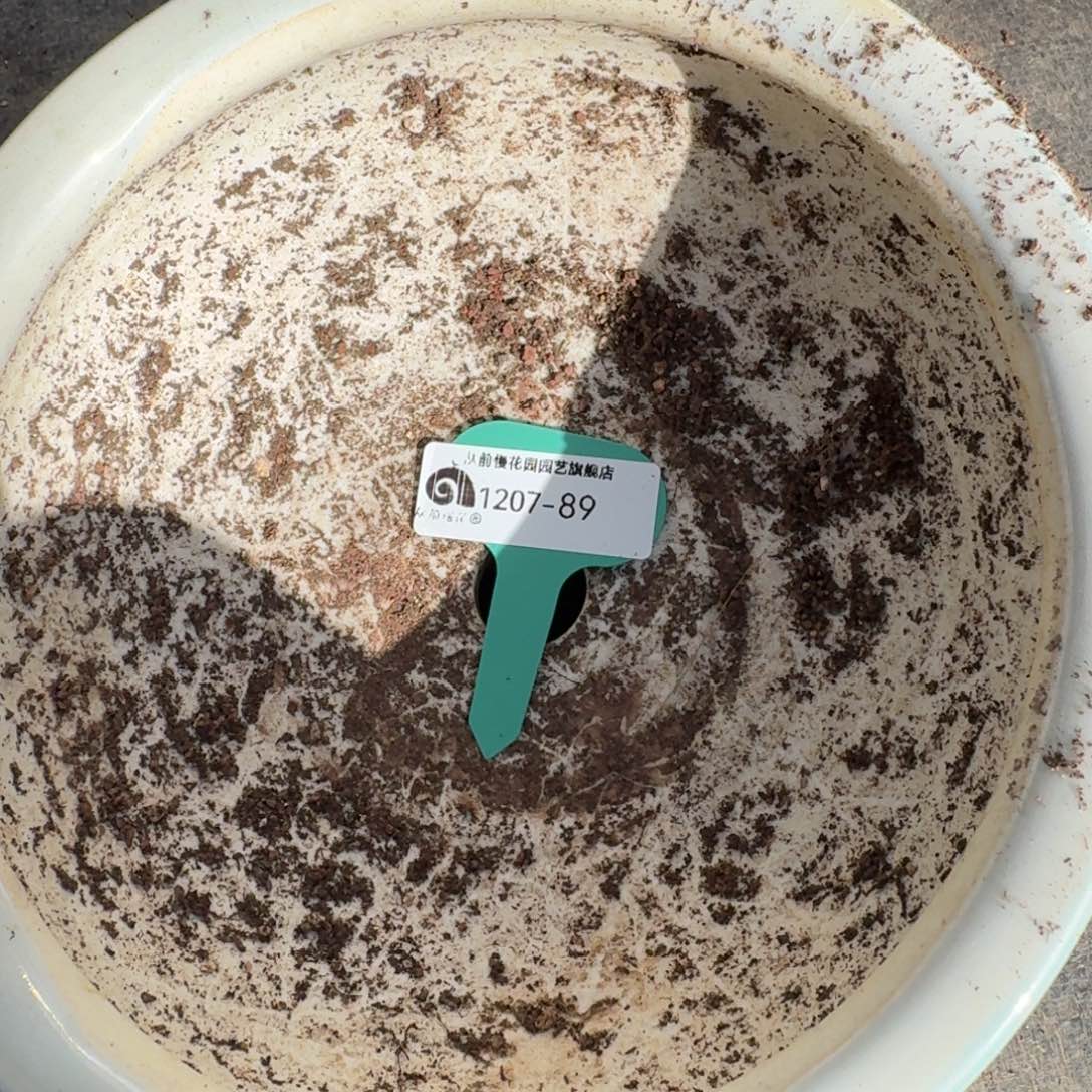 乒***乓从前慢花园多肉编号1207.89