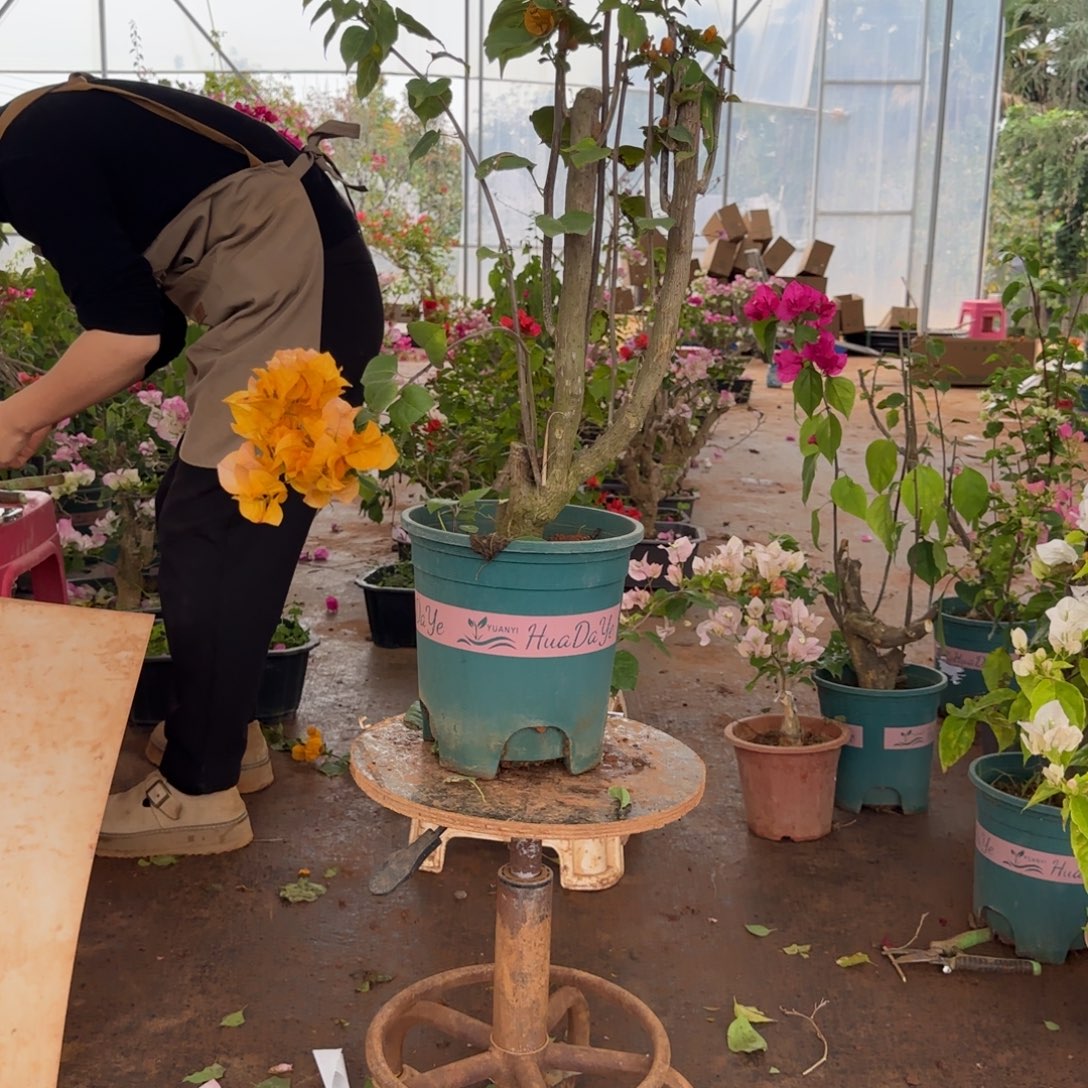 大部分花苞少量开放柠檬黄 93脱