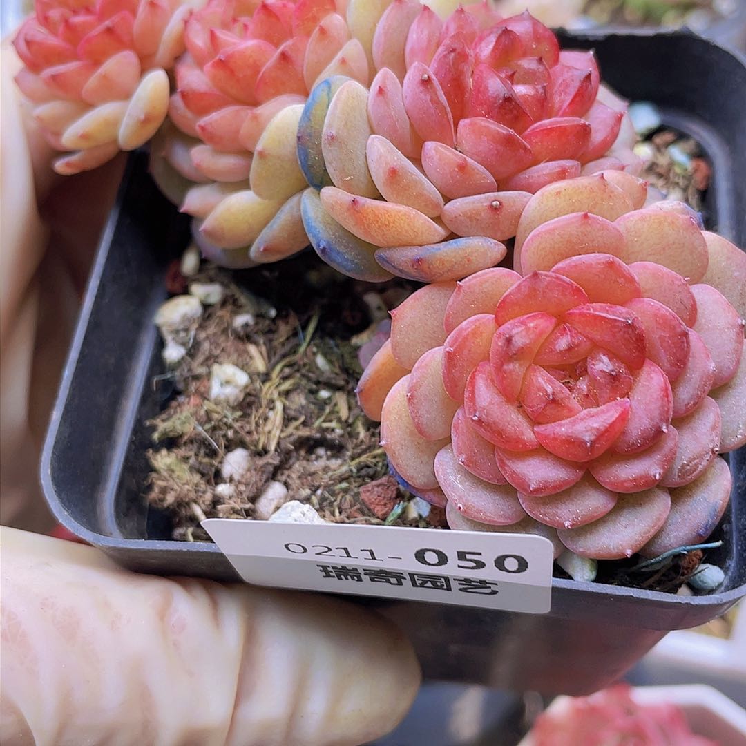 000000000050一物一拍