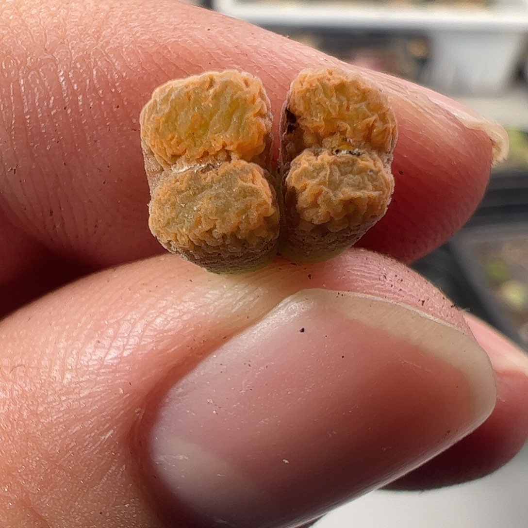 一物一拍MG1456.7冰渣火柴勋章371