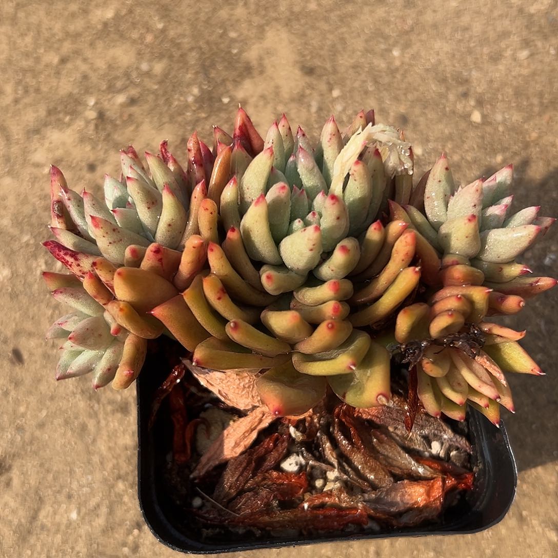 多肉植物多肉植物