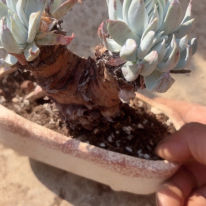 仙女杯多肉植物提取