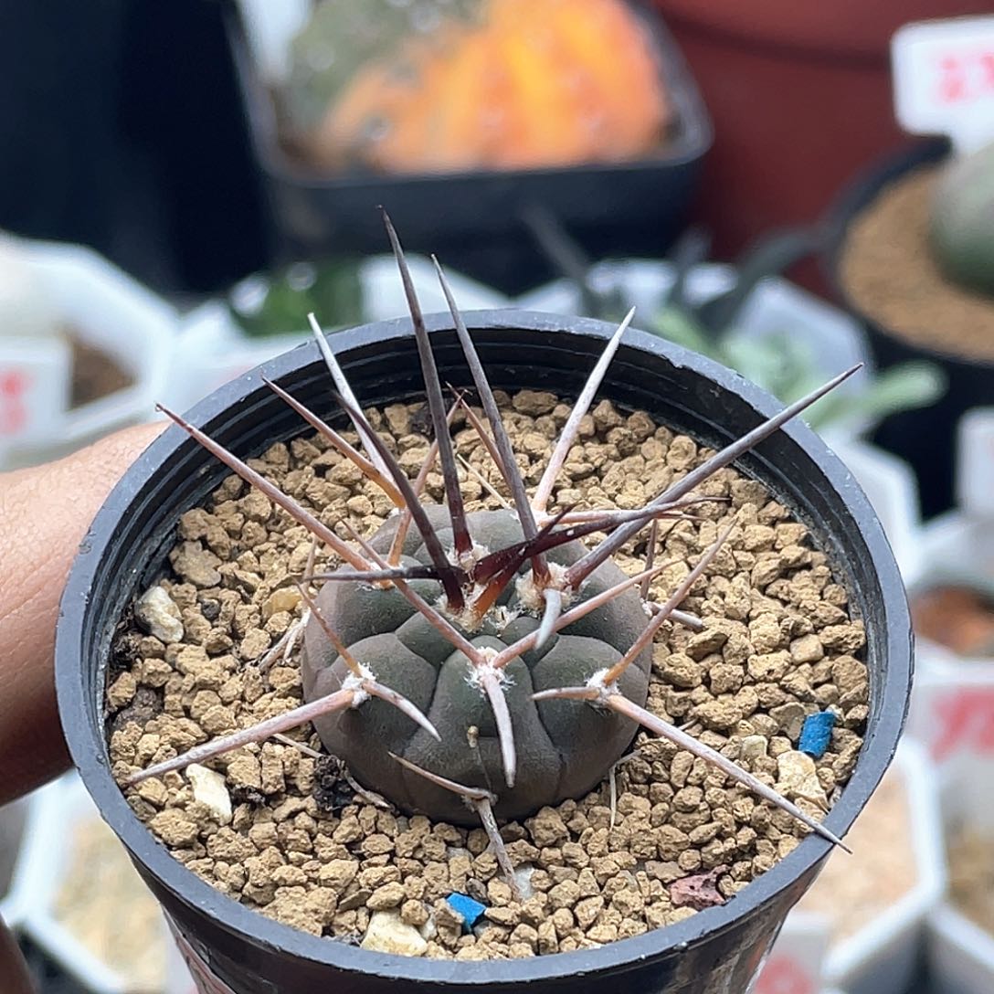 实生狂刺守金摩天龙仙人球