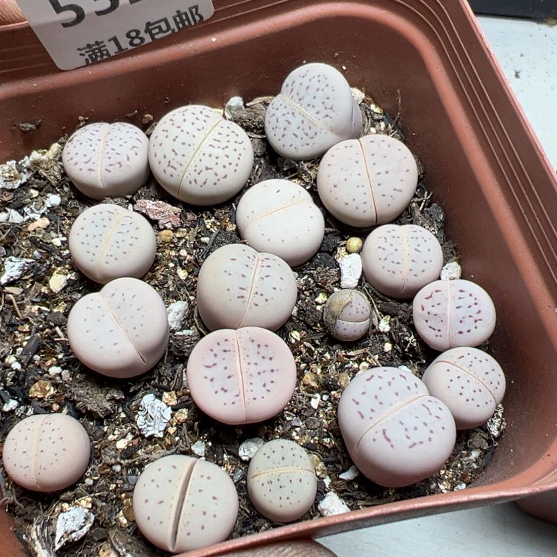 【闪购商品】 531。     