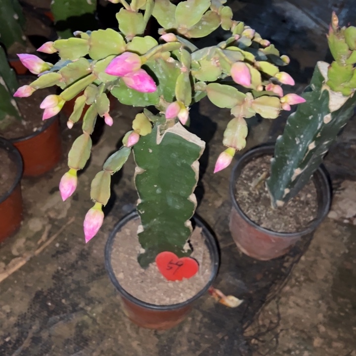 文***芳当前无花栽培后可以开花032  59