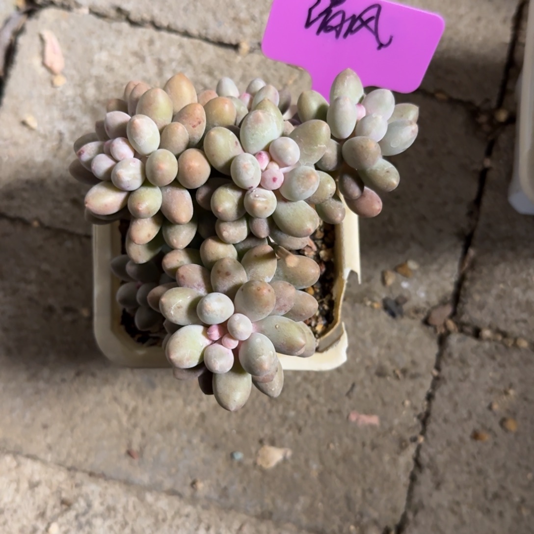 清***风111111111111111111111