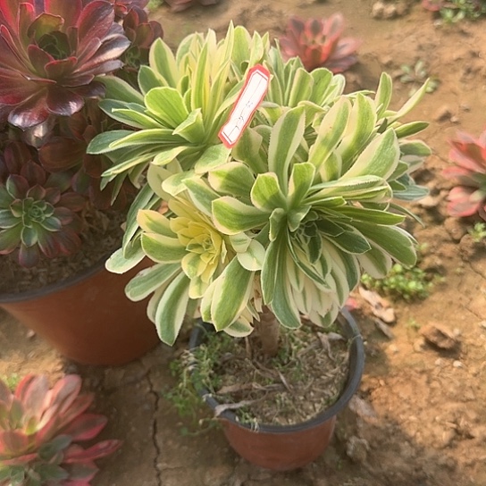 多肉植物艳宁14号