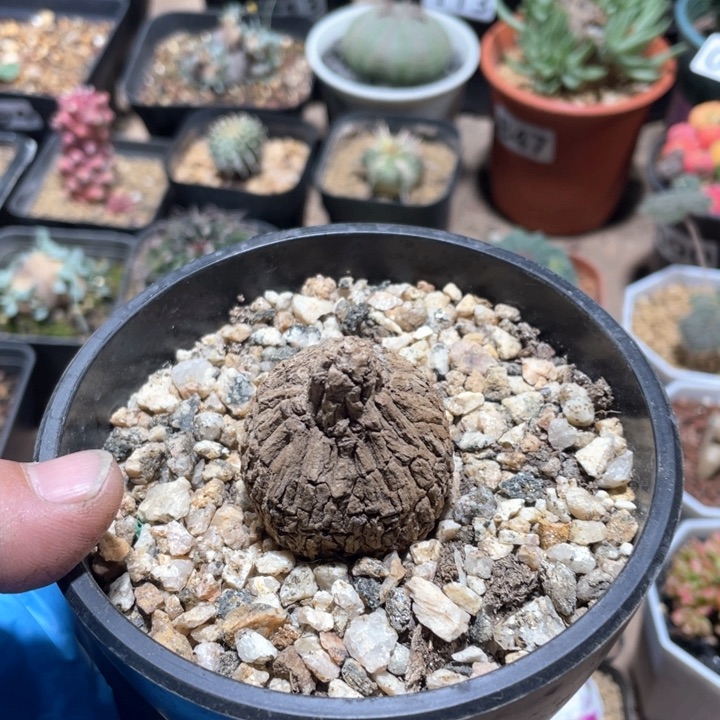 124泰国龙甲龟块根