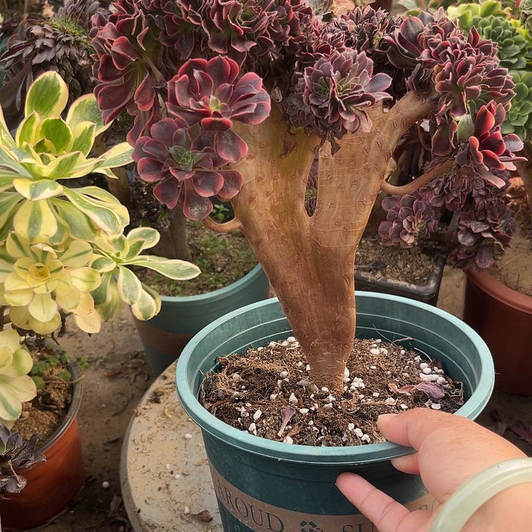 7欧嘉莉缀化法师多肉植物