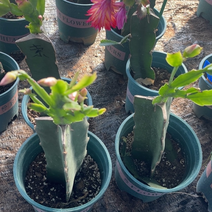 兰****10号索菲亚0000000000