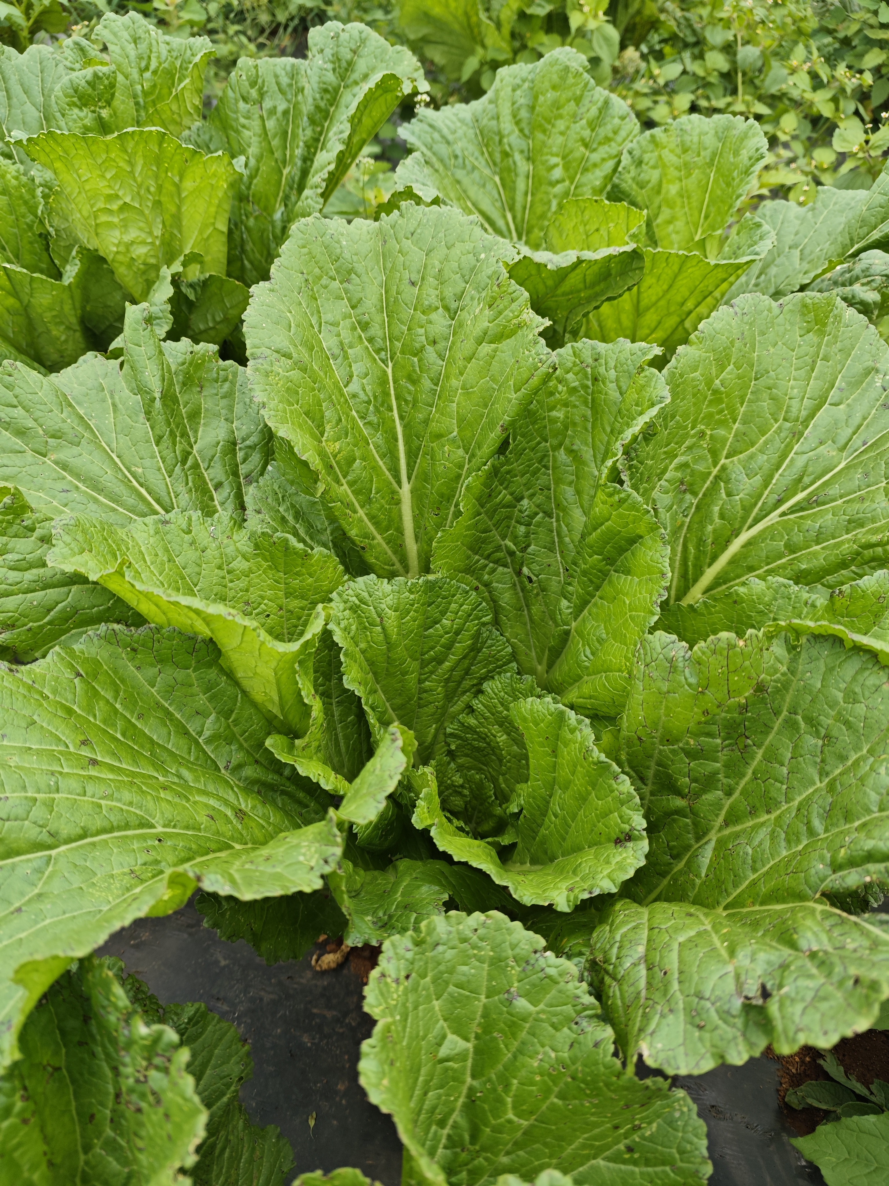 贵州威宁高山农家自种新鲜现砍青菜苦菜芥菜做酸菜坏了包赔