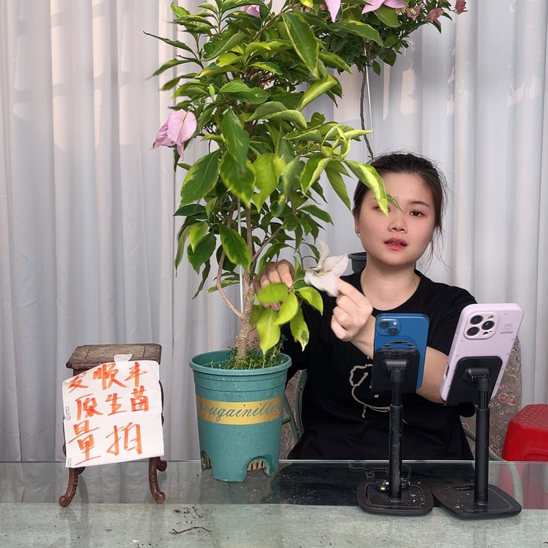 金边新加坡宫粉带竹一颗