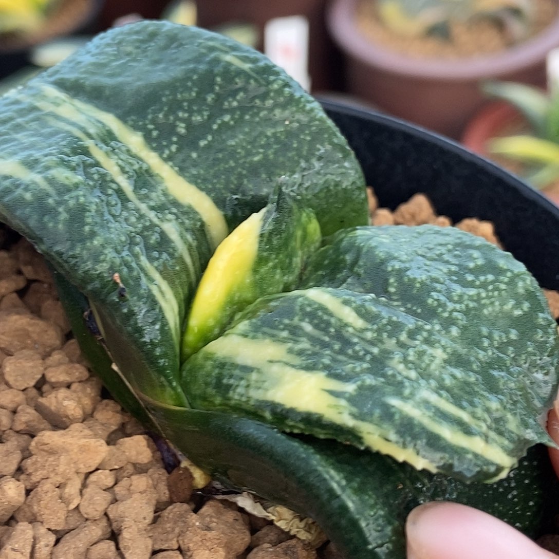 黄***伟123456大母本带盆发货