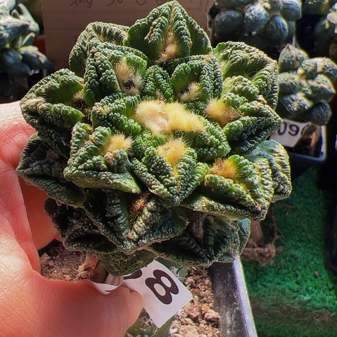 无花朵螺旋辛顿牡丹268