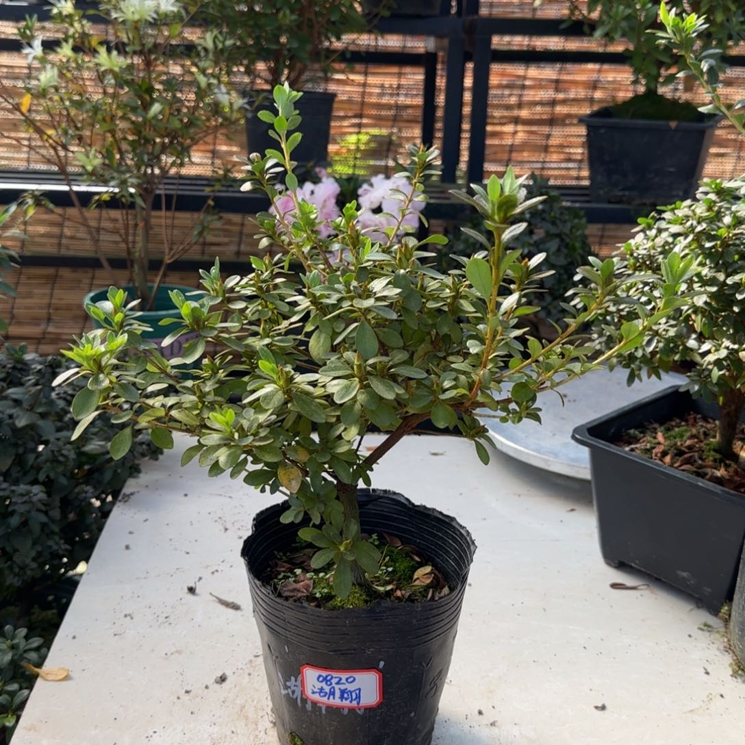 越***万完全开放湖翔杜鹃