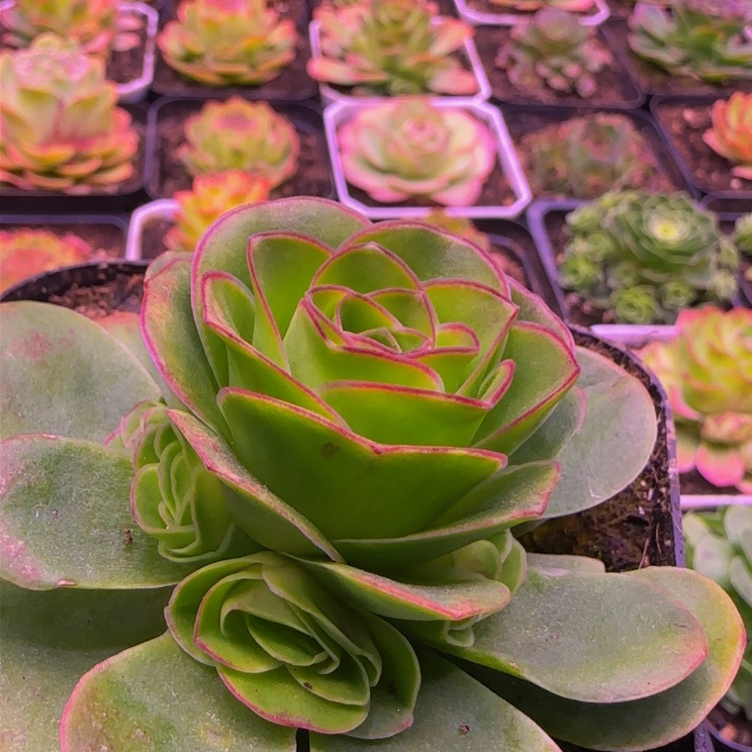 胧月福利1343464676767675766