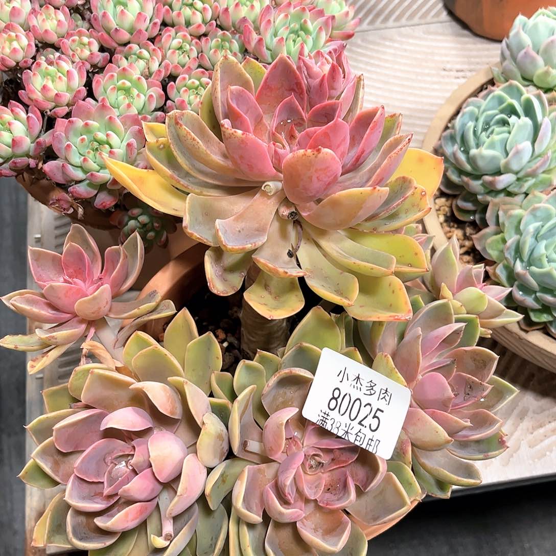 小杰琼丝大80025