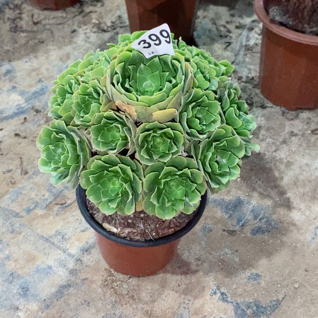 绿玫瑰399多肉1111