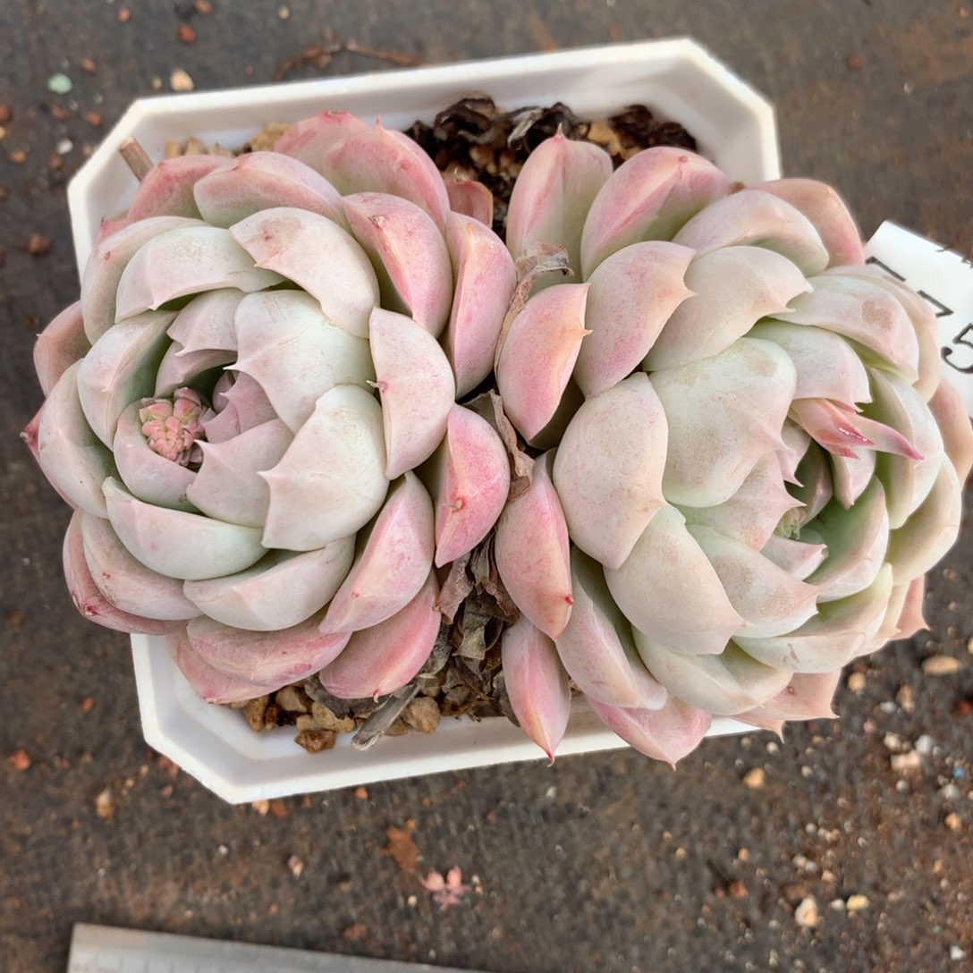 7759杂交精品基地11厘米