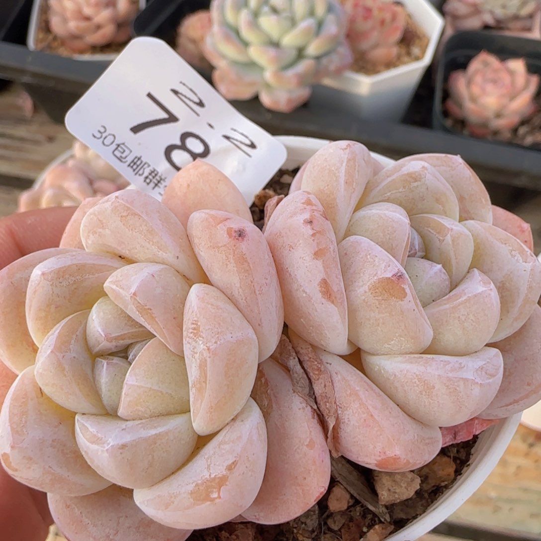 涂糖心冰玉一颗双头