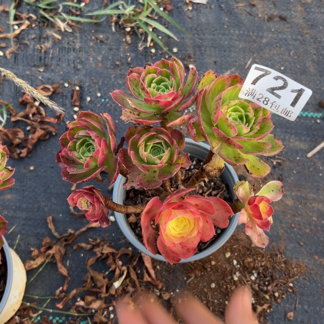 多肉植物721无售后