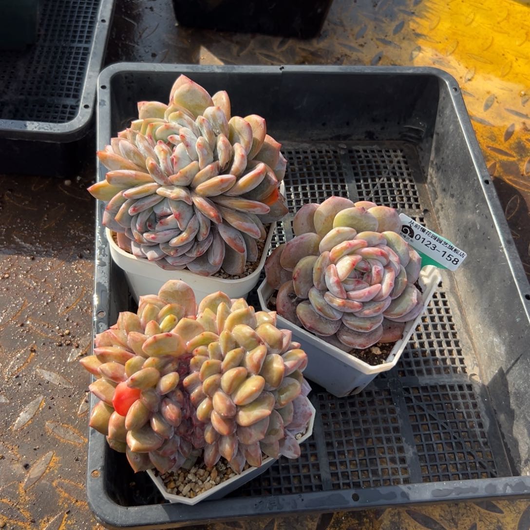 多肉一物一拍0123-158