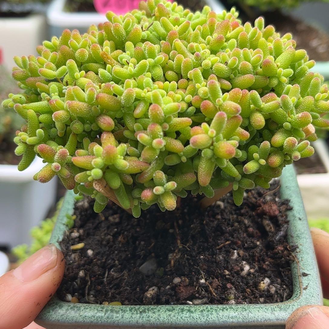 19蜜桔带盆优选枝干番杏