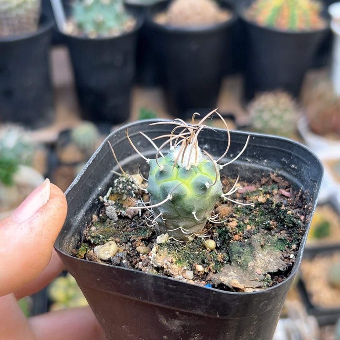 实生娇丽锦一颗一颗