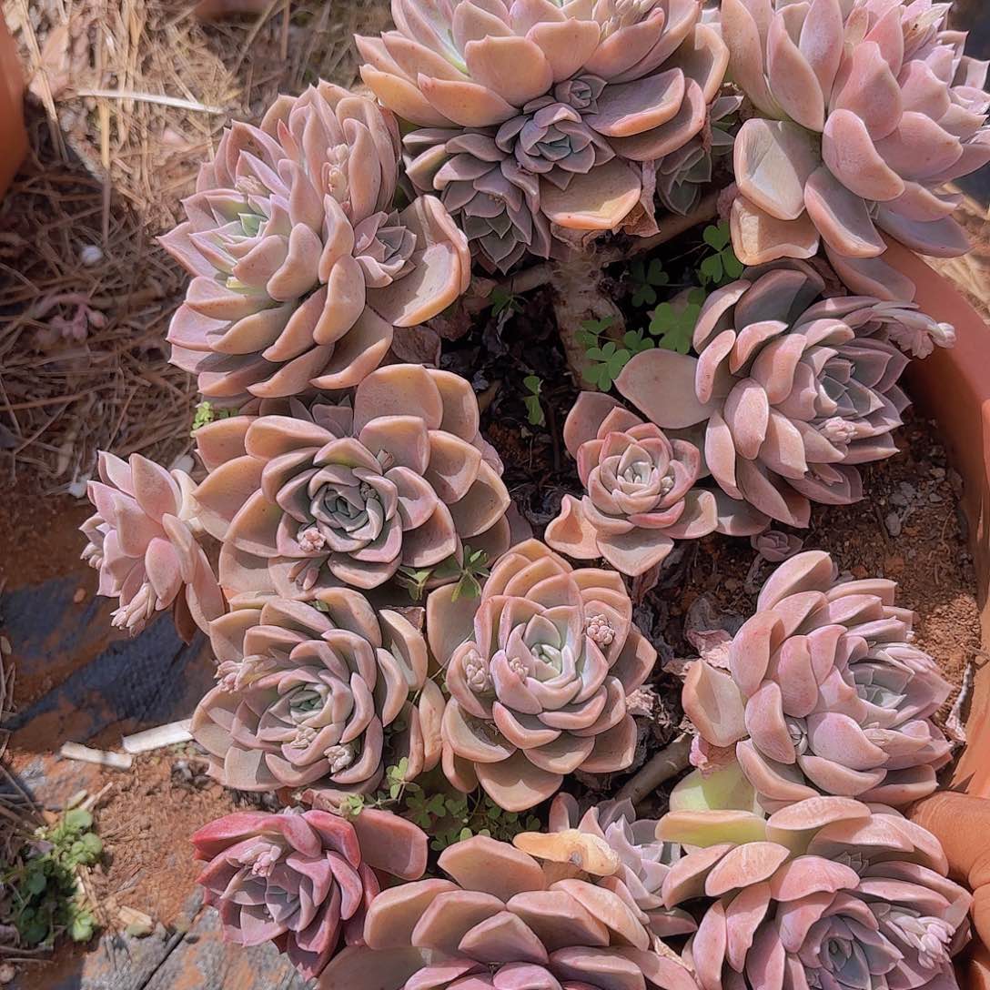 多肉植物。。。。。。。。。。。。。。。。
