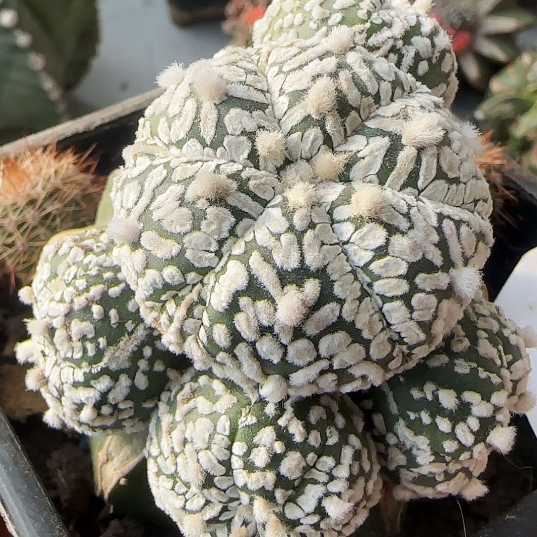 V兜群头513仙人球开花