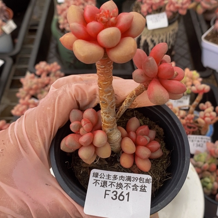 先锋派361多肉植物