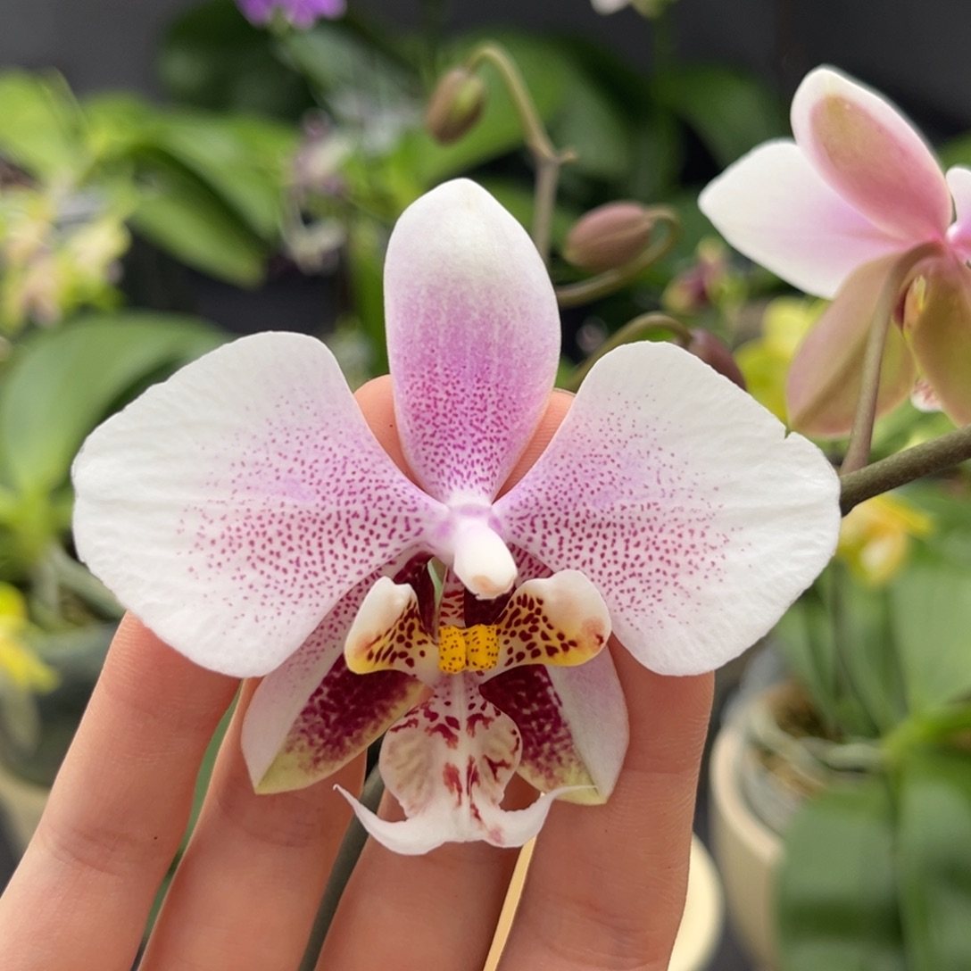 完全开放2.5寸西交白开花株