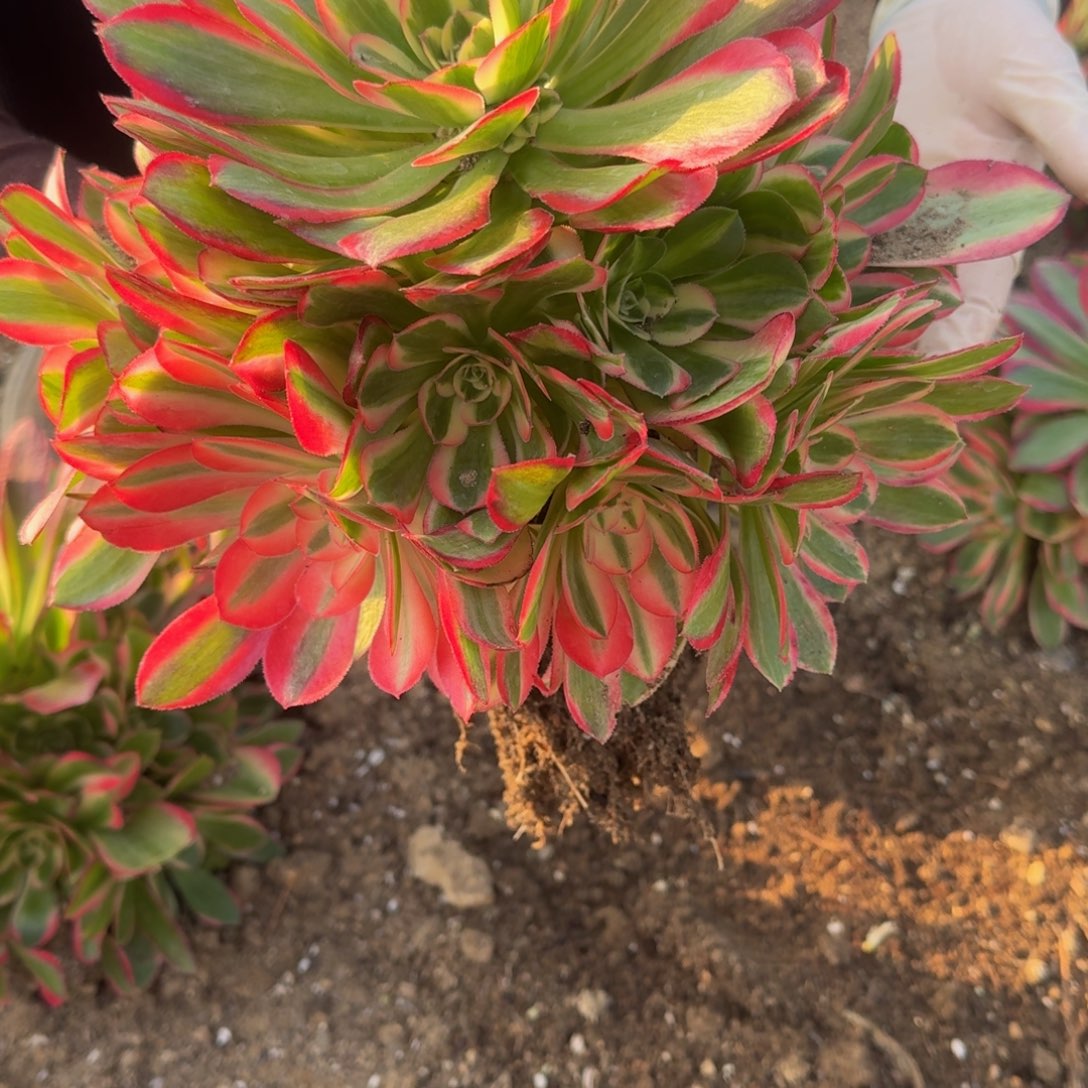 1294妖月。多肉植物